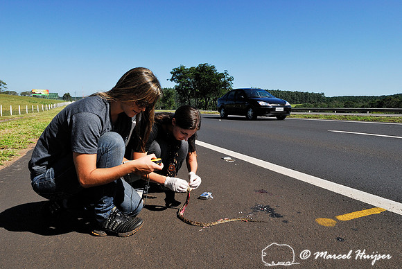 Researchers collecting data (GPS coordinates, tissue sample) of a jararaca (Bothrops jararaca) roadkill along SP-225 motorway, Brotas, Brazil