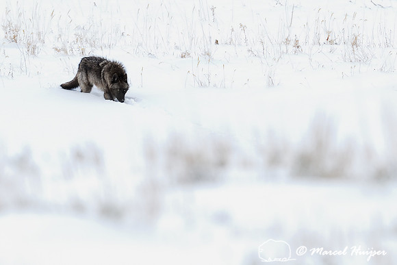 Wolf (Canis lupus), Wyoming, USA