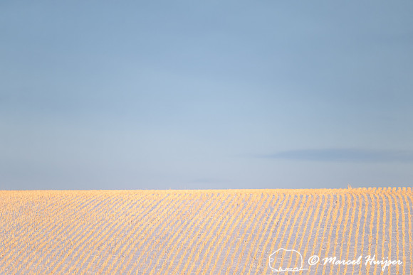 Snowy wheatfield, Alberta, Canada