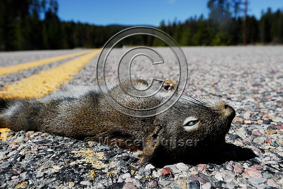 Red squirrel (Tamiasciurus hudsonicus) roadkill, Hwy 43, west of Wisdom, Montana, USA