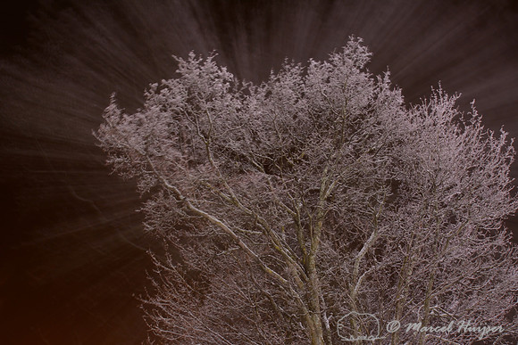 Trees covered in ice (ice fog) at night, Ringebu, Norway