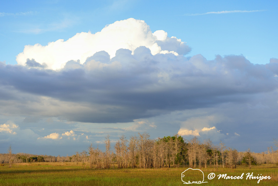 Fakahatchee Strand State Preserve, Florida, USA