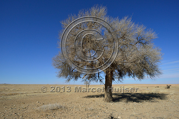 Siberian elm (Ulmus pumila) in the Gobi, Mongolia