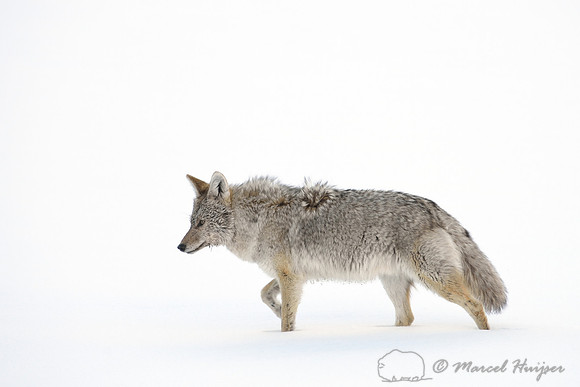 Coyote (Canis latrans) in the snow, Wyoming, USA