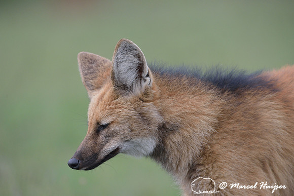 Maned wolf (Chrysocyon brachyurus), Parque Nacional da Serra da Canastra, Minas Gerais, Brazil