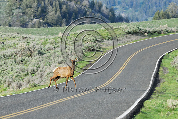 Elk (Cervus canadensis) approaching and crossing road, WY