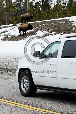 Bison (Bos bison) adjacent to road, MT