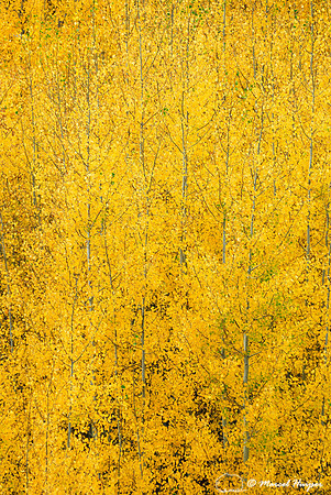 Aspen (Populus tremuloides) in fall colors, Montana, USA