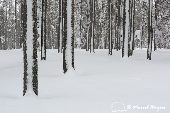 Snow covered tree stems, Chief Joseph Pass, Idaho, USA