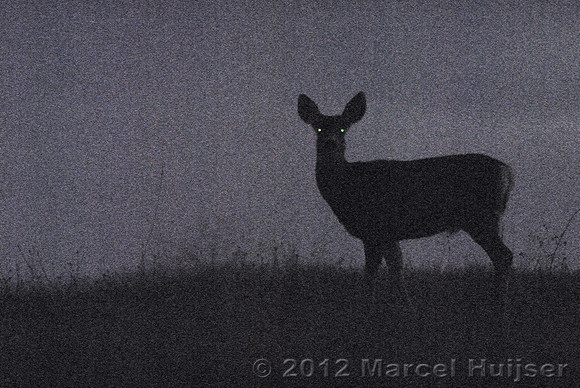 Mule deer (Odocoileus hemionus) doe against an evening sky, Montana, USA