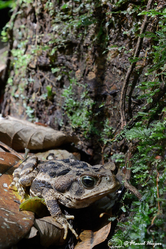 Juvenile sapo cururu (Rhinella ictericus), a large toad species from the Atlantic rainforest, Parque Estadual Carlos Botelho, São Paulo State, Brazil