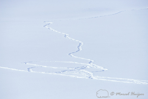 Bison (Bison bison) tracks in the snow, Wyoming, USA
