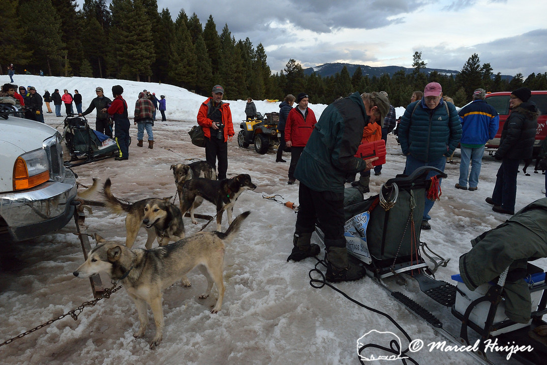 Race to the Sky, sled dog race, February 13-15 2015, Seeley Lake, Montana, USA