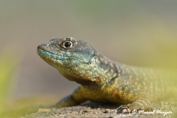 Calango or Amazon lava lizard (Tropidurus torquatus), Monte Alegre, Piracicaba, São Paulo, Brazil
