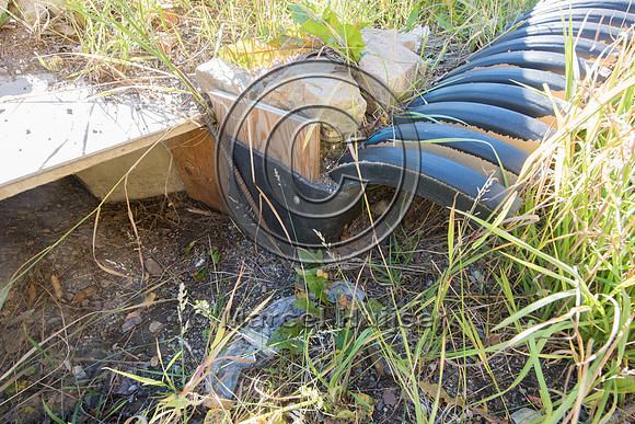 Barrier screens (fences) and culverts for long-toed salamander (