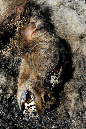 Black bear (Ursus americanus) roadkill at wildlife composting facility, Montana