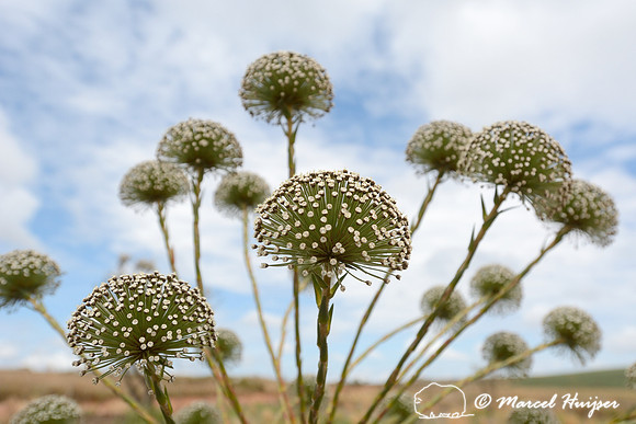 Sempre-viva (Paepalanthus sp.) flowers, Parque Nacional da Serra da Canastra, Minas Gerais, Brazil