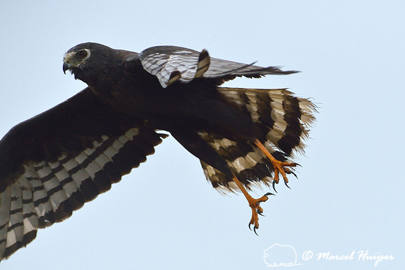 Long-winged harrier (Circus buffoni), Lagoa do Peixe, near Mostardas, Rio Grande do Sul, Brazil