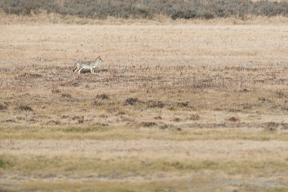 Coyote (Canis latrans), Wyoming, USA