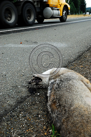 Coyote (Canis latrans) roadkill, WA
