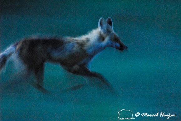 LIMITED EDITION Red fox (Vulpes vulpes) adult running at dusk, Montana, USA