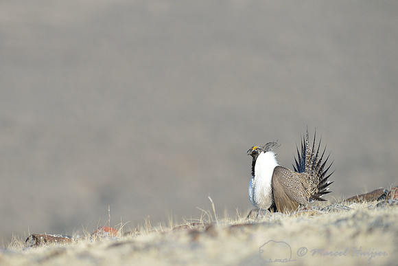 Greater sage-grouse (Centrocercus urophasianus), Montana, USA