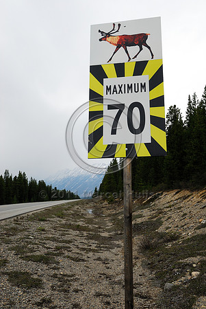 Caribou (Rangifer tarandus) warning sign and maximum speed limit 70 km/h, AB