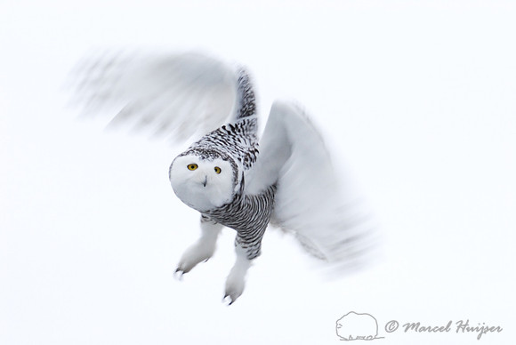 Snowy Owl (Bubo scandiacus), Montana, USA