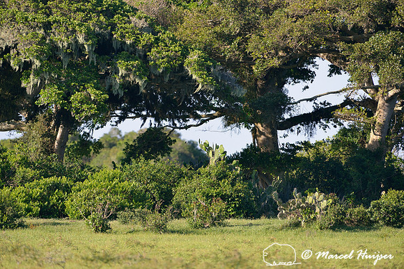 Moss covered trees, near Mostardas, at coast of Lagoa dos Patos, Rio Grande do Sul, Brazil