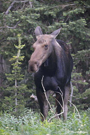 Moose (Alces alces), on ridge south of Teton Pass, Wyoming, USA