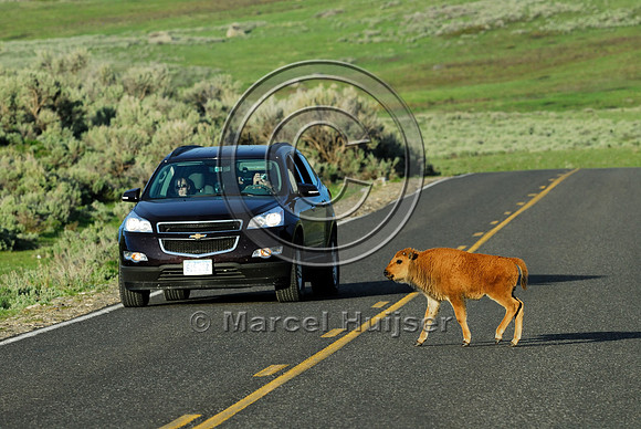 Bison (Bos bison) crossing the road, WY