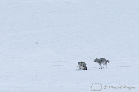 Coyotes in a copulatory tie while a third coyote looks on, Wyomi