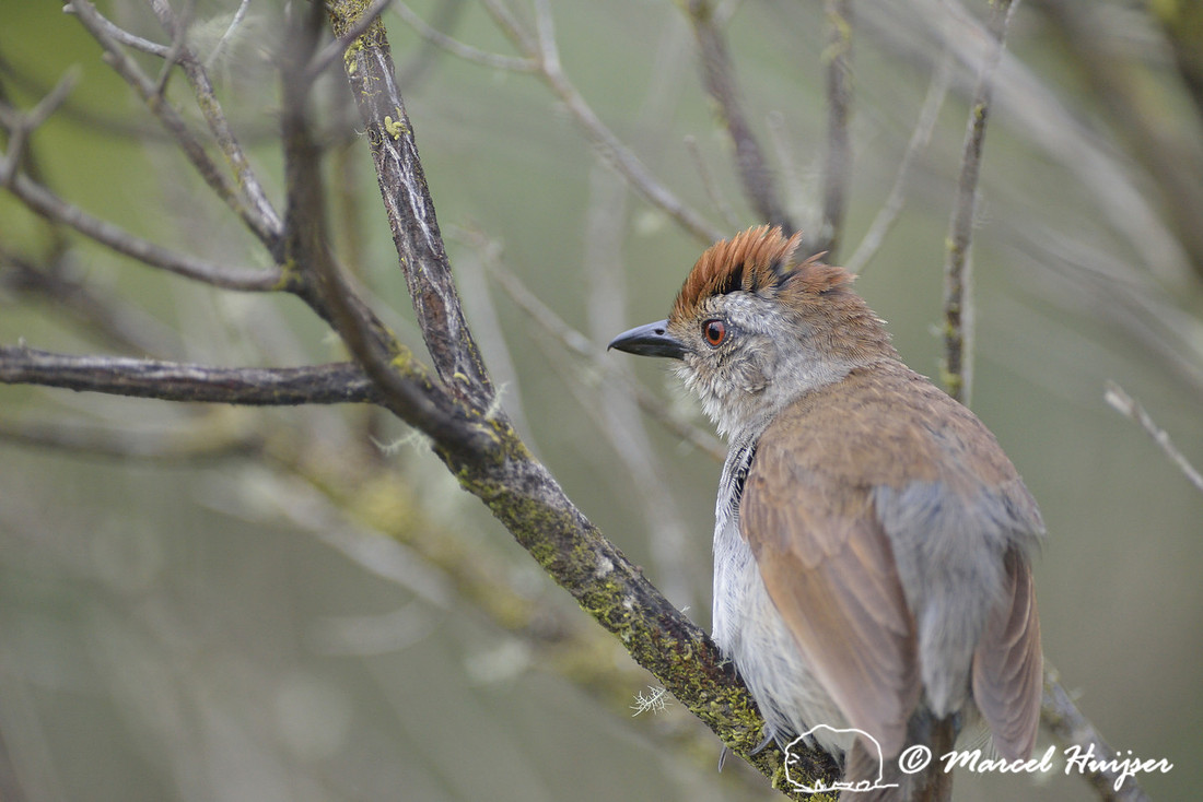 Rufous-capped antshrike (Thamnophilus ruficapillus), Parque Nacional Aparados da Serra, Cânion Itaimbezinho, Rio Grande do Sul, Brazil