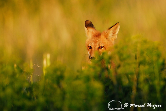 Portrait of red fox (Vulpes vulpes) kit in golden light, Montana, USA