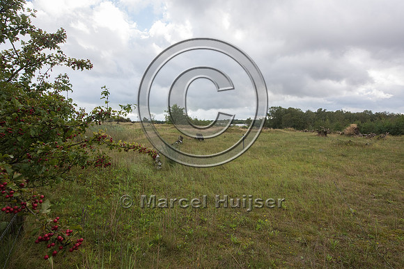 Shrubs provide cover and food (berries) and tehy also reduce vis