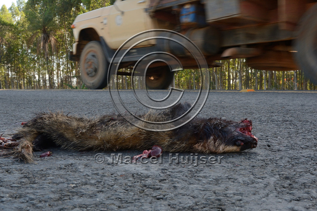 Lesser grison (Galictis cuja) roadkill, about 3 km west of Furnas, MG-050, Minas Gerais, Brazil