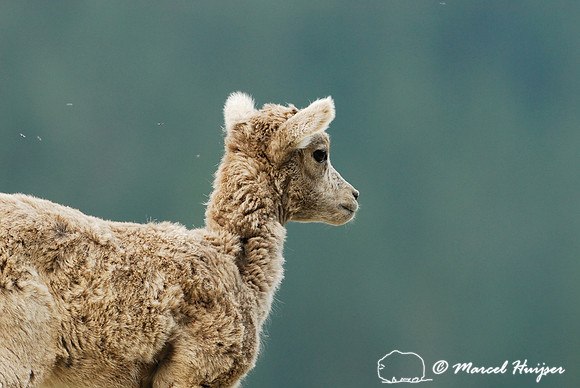 Bighorn sheep (Ovis canadensis) lamb, British Columbia, Canada