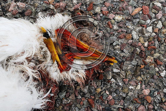 Ring-billed gull (Larus delawarensis) roadkill, Hwy 89, near Fairfield, Montana, USA