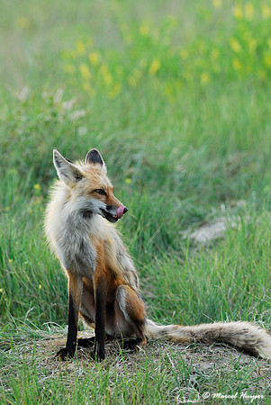 Red fox (Vulpes vulpes) adult at the den, Montana, USA