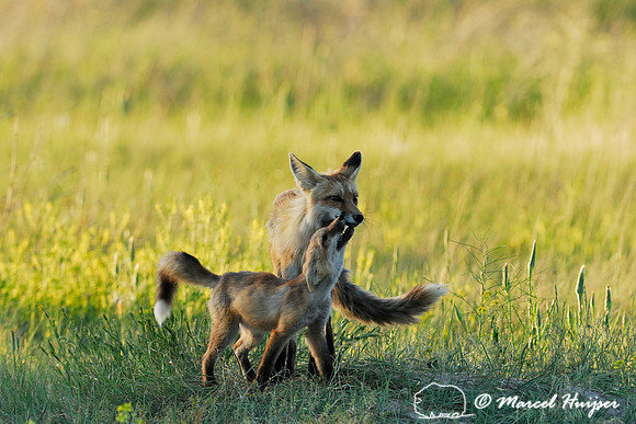 Red fox (Vulpes vulpes) kit greeting adult after adult arrived back at den, Montana, USA
