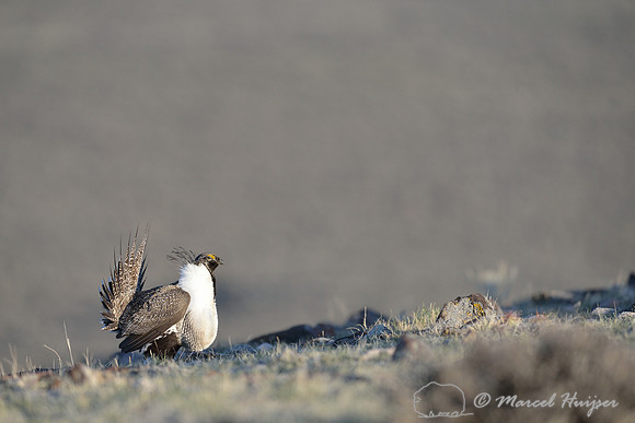 Greater sage-grouse (Centrocercus urophasianus), Montana, USA