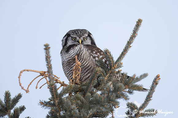 Northern hawk owl (Surnia ulula), Alberta, Canada