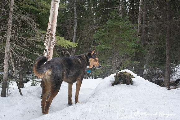 A dog visits the DSLR camera trap, Montana