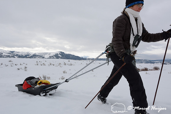 Bethanie Walder pulls cargo sled on cross country skis, Wyoming, USA