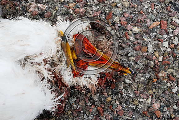 Ring-billed gull (Larus delawarensis) roadkill, Hwy 89, near Fairfield, Montana, USA