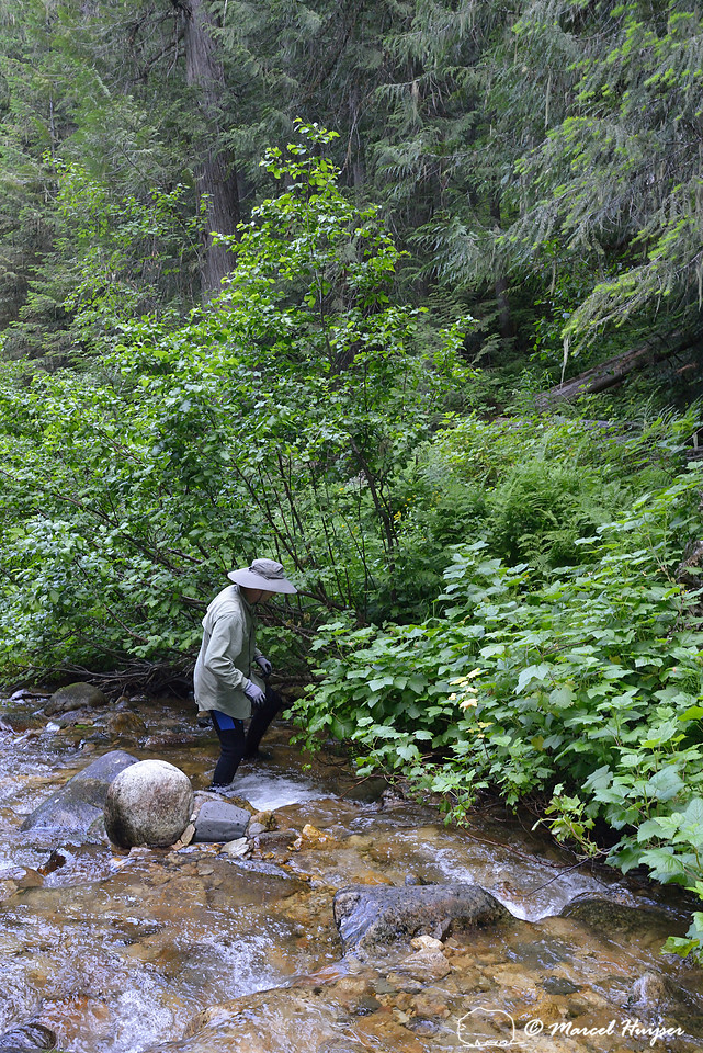 Marcel Huijser looks for salamanders in a creek, Lochsa drainage, Idaho, USA