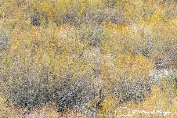 Willows (Salix sp.) in spring, Montana, USA
