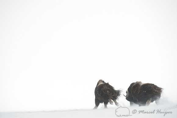 Muskoxen (Ovibos moschatus) running in snow, Dovrefjell National Park, Norway