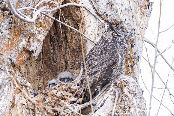 Great horned owl (Bubo virginianus) at nest, Montana