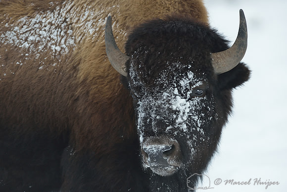 Bison (Bison bison) moving snow to access vegetation, Wyoming, USA